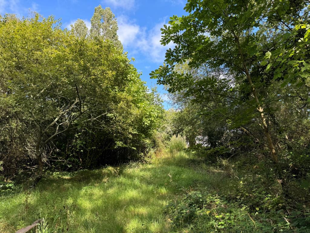 Lot: 80 - DETACHED BUNGALOW WITH POTENTIAL ON 1.6 ACRE PLOT - The Rear Garden